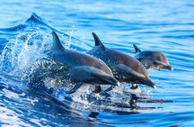 Dolphin Watching & Snorkelling Half Day Guided Tour Costa Rica