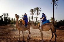 1 Hour Camel Ride Tour In Marrakech Palm Grove