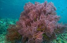 4-Island Wonders: Emerald Cave&Koh Kradan Day Tour by Opal Travel