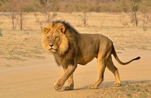 Hluhluwe and Imfolozi Safari Day Tour from Richards Bay 