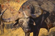 Hluhluwe Imfolozi & DumaZulu Cultural Village Tour from Durban