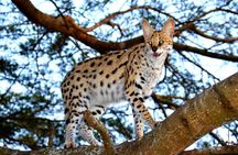 Emdoneni Wild Cat Project Day Tour from Richards Bays