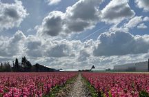 Enjoy the Tulips in a Landrover with a local guide