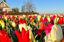 Enjoy the Tulips in a Landrover with a local guide