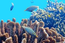 2x1 Tour: Isla Contoy, Isla Mujeres, Open Bar, Lunch and Transfers