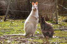 Bruny Island Food, Sightseeing, Guided Lighthouse Tour & Lunch