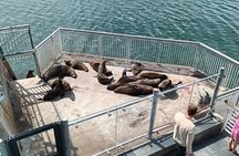 Robben Island Cape Of Good Hope Penguins Including Ferry Ticket