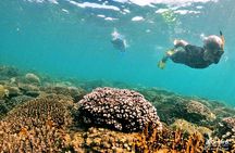 PRO-SNORKELING to Explore The Coral Jungle REEF (MAX 10 PAX)