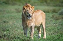 Amboseli National Park for 1 night and 2 days
