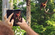 Wonder Orangutan Sarawak Semenggoh Wildlife Centre Tour 