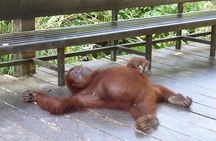 Wonder Orangutan Sarawak Semenggoh Wildlife Centre Tour 
