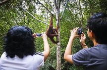 Wonder Orangutan Sarawak Semenggoh Wildlife Centre Tour 