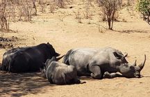 Private Tour - Game Drive & Rhino Walk Safari