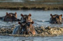 Full Day Private Tour in Chobe 
