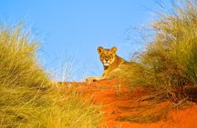 Hluhluwe and Imfolozi Safari Day Tour from Richards Bay 