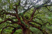 Charleston Style VIP Tour