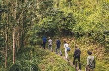 Bush Hiking to explore Wild Plants & Fresh Fruits,Montego Bay
