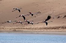 Private Tour to Souss Massa National Park