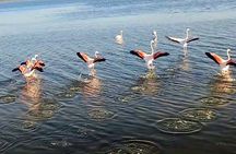 Happy tour camargue an immersion by bike and scooter E