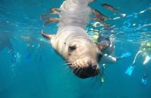 Small Group Snorkeling and Swim with Whale Sharks & Sea Lions in La Paz