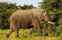 1-Day Akagera National Park Safari Experience