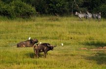 1-Day Akagera National Park Safari Experience