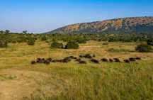 1-Day Akagera National Park Safari Experience