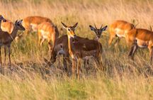 1-Day Akagera National Park Safari Experience