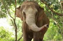 Ethical Elephant Observation by Samui Elephant Sanctuary