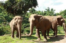 Ethical Elephant Observation by Samui Elephant Sanctuary