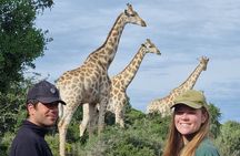Private Full-Day Addo Elephant Park & Giraffe Walk 