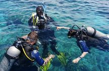Scuba Diving Experience in Alanya With Lunch and 2 Dives