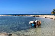 Horseback Ride and Swim Guided Tour from Montego Bay 