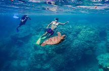 Premium Sea Scooter Turtle Adventure
