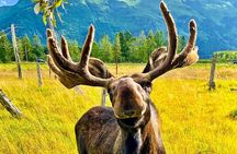 Ultimate Anchorage Summer Wildlife Tour