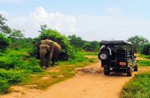 Udawalawe Safari - Private & Customize Tour
