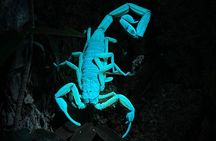 Private Manuel Antonio Sunset and Night Tour