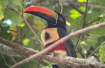 Private Manuel Antonio Sunset and Night Tour