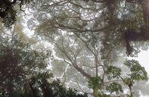 Resplendent Quetzal expedition