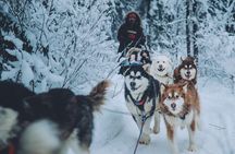 Alaskan Malamute Dog Sledding with Transportation in Alaska
