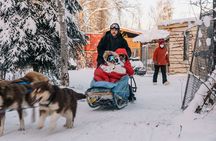 Alaskan Malamute Dog Sledding with Transportation in Alaska