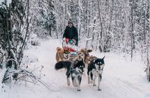 Alaskan Malamute Dog Sledding with Transportation in Alaska