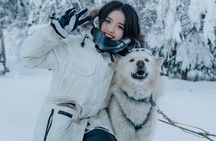 Alaskan Malamute Dog Sledding with Transportation in Alaska