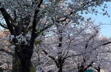 Cherry blossom tour in Tokyo 