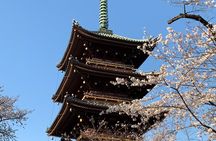 Private Tokyo Cherry Blossom Tour – Custom Sakura Viewing Spots 