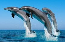 3-Hr Private Snorkeling and Dolphin Watching Tour at Muscat
