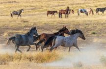 Luxury tour for up to 7 to Antelope Canyon X and Horseshoe Bend