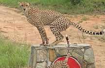 The Kruger National Park - Full Day Tour
