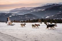 Feel the Magic of Winter with Thrilling Arctic Dog Sled Rides