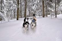Feel the Magic of Winter with Thrilling Arctic Dog Sled Rides